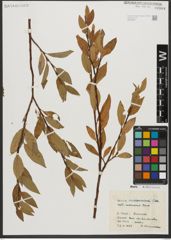 Foto von Salix waldsteiniana Willd.